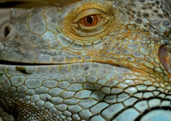 Gören şaştı kaldı iguananın aynı anda 47 tane yavrusu oldu - Resim: 1