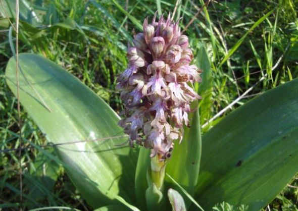 Doğa hazineleri - Resim: 1