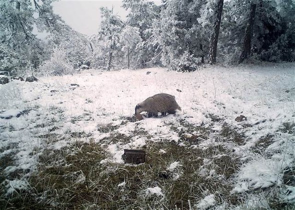 Eskişehir'de ilk kez vaşak görüldü - Resim: 4