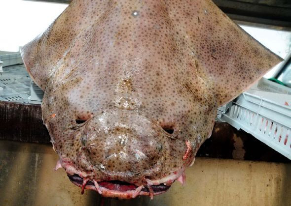 Bu canavarlar Ege'den çıktı! - Resim: 2