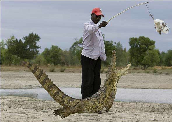Timsahlarla iç içe yaşam - Resim: 4