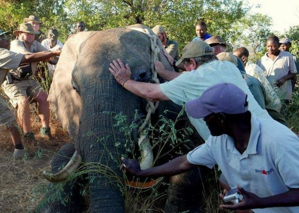 Vurulan fil insanlardan yardım istedi - Resim: 2