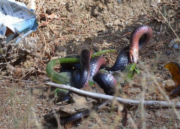 Bir anda üzerine atladı ama her şey için çok geçti - Resim: 4