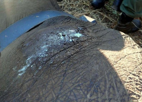 Vurulan fil insanlardan yardım istedi - Resim: 3