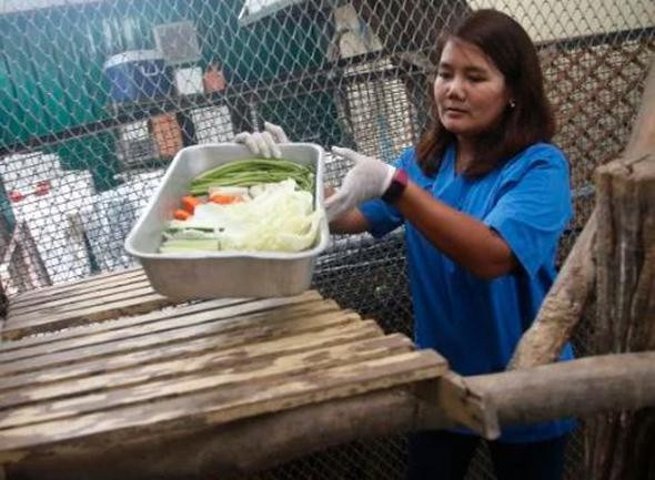 Genç maymunlar ona yiyecek buluyor şişman dayıya bakın - Resim: 4