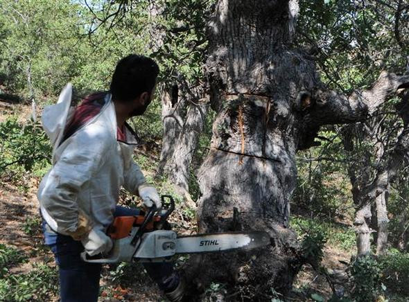 Ağaçlardan toplayıp kilosu 500 liraya satıyorlar! - Resim: 2