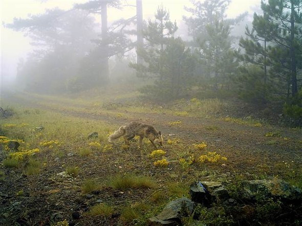 Eskişehir'de ilk kez vaşak görüldü - Resim: 3