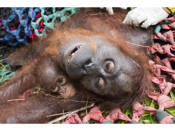 Anne orangutan ve bebeği böyle kurtarıldı - Resim: 1