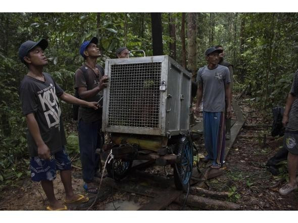 Anne orangutan ve bebeği böyle kurtarıldı - Resim: 2