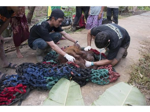 Anne orangutan ve bebeği böyle kurtarıldı - Resim: 3