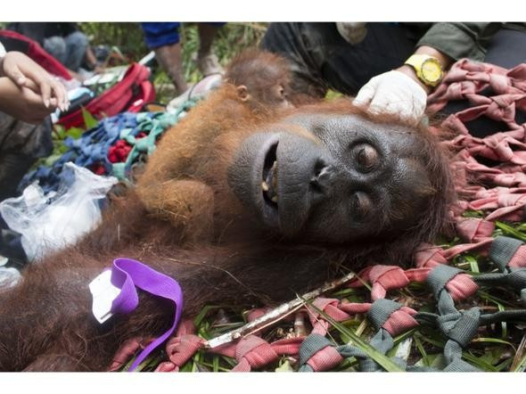 Anne orangutan ve bebeği böyle kurtarıldı - Resim: 4