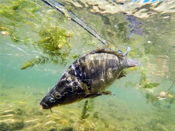 Yılın ilk yarısı buzla kaplı Balık Gölü'ne bir de bu mevsimde bakın - Resim: 1