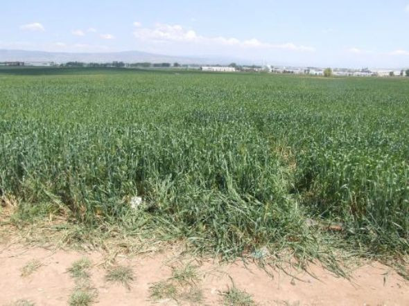 Liseli genci 19 yerinden bıçakladılar! - Resim: 1