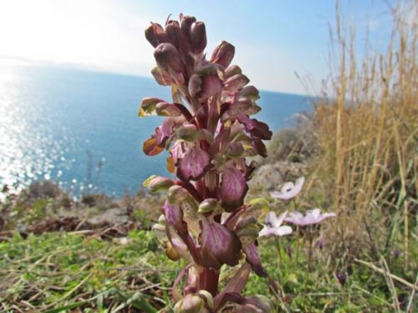 Doğa hazineleri - Resim: 3