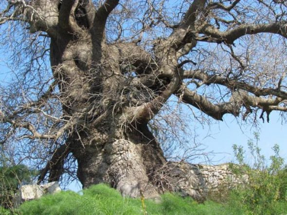 Doğa hazineleri - Resim: 4