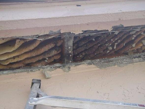 Tavandan garip sesler geliyordu bir de içinden çıkana bakın - Resim: 4