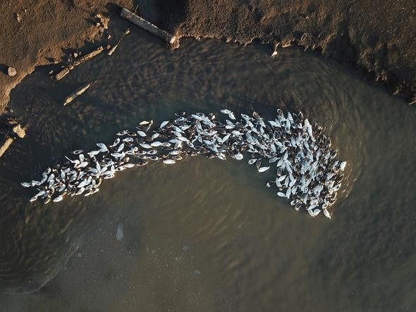 Eti daha lezzetli olsun diye  kar yediriliyor - Resim: 3