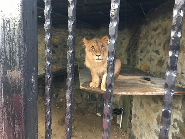 Çerkes Cengiz' yeniden gözaltında! Çerkes Cengiz kimdir? - Resim: 4
