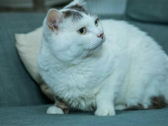 Kahraman kedi sahibini ölümden kurtardı! - Resim: 4