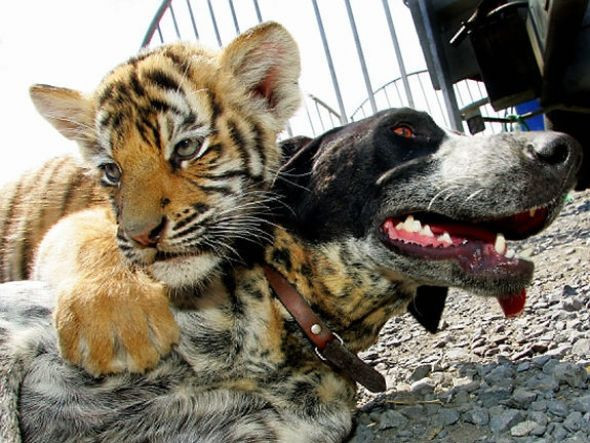 En ilginç dostluklar... - Resim: 1