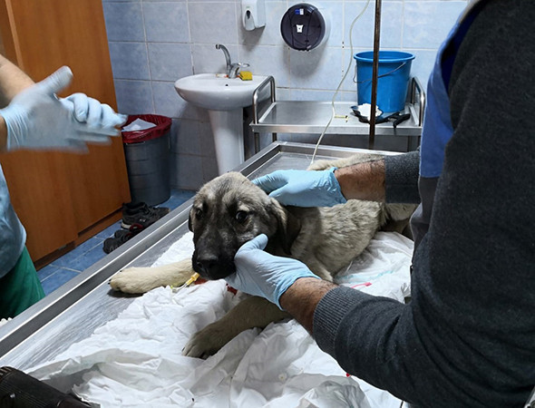 Belediye Başkanı makam aracını yaralı köpeğe tahsis etti! - Resim: 2