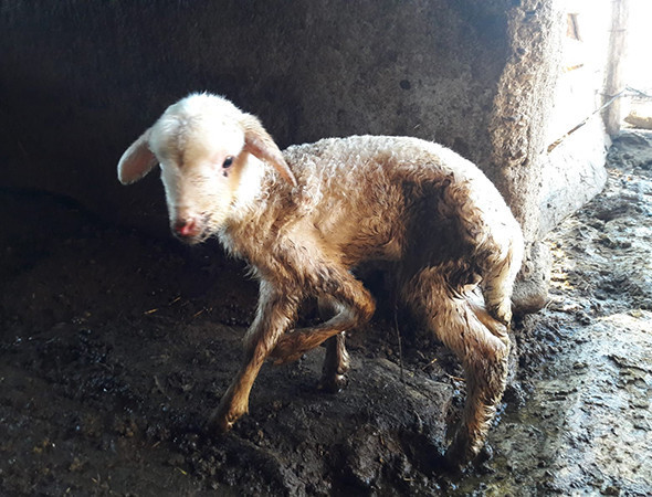 Görenleri şaşkına çevirdi! 'Daha önce hiç rastlamadım' - Resim: 2