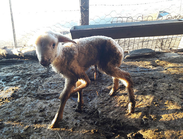 Görenleri şaşkına çevirdi! 'Daha önce hiç rastlamadım' - Resim: 3