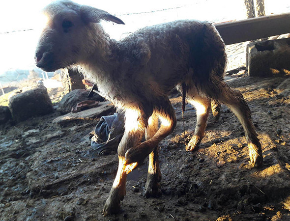Görenleri şaşkına çevirdi! 'Daha önce hiç rastlamadım' - Resim: 4