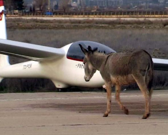 Eşekliğinde bu kadarı olur - Resim: 2