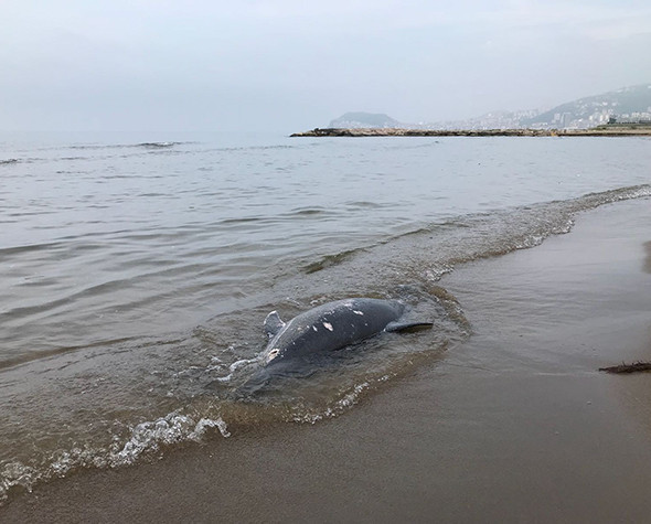 Sayı artıyor: 11 günde 37 tane bulundu! - Resim: 2