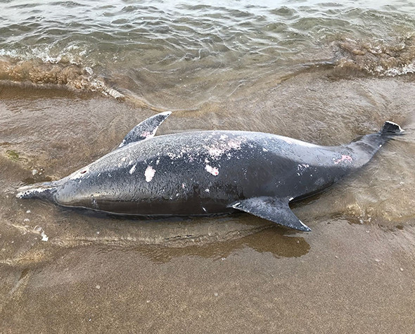 Sayı artıyor: 11 günde 37 tane bulundu! - Resim: 3