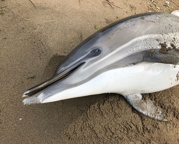 Sayı artıyor: 11 günde 37 tane bulundu! - Resim: 4