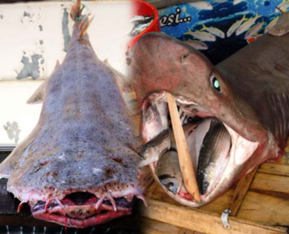 Bu canavarlar Ege'den çıktı! - Resim: 1