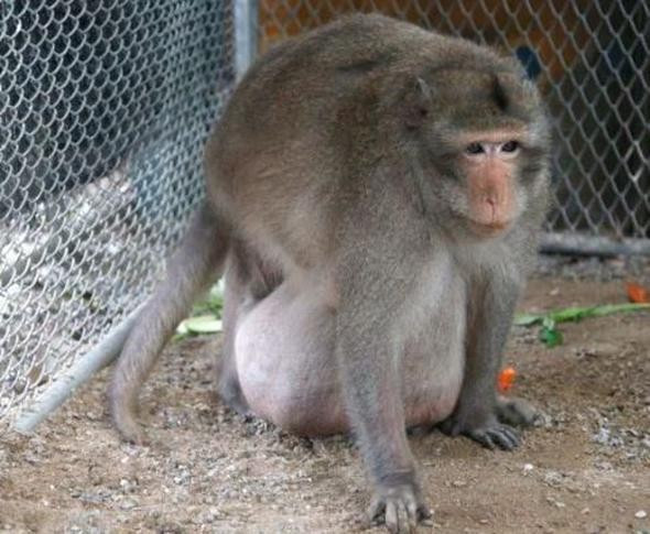 Genç maymunlar ona yiyecek buluyor şişman dayıya bakın - Resim: 3