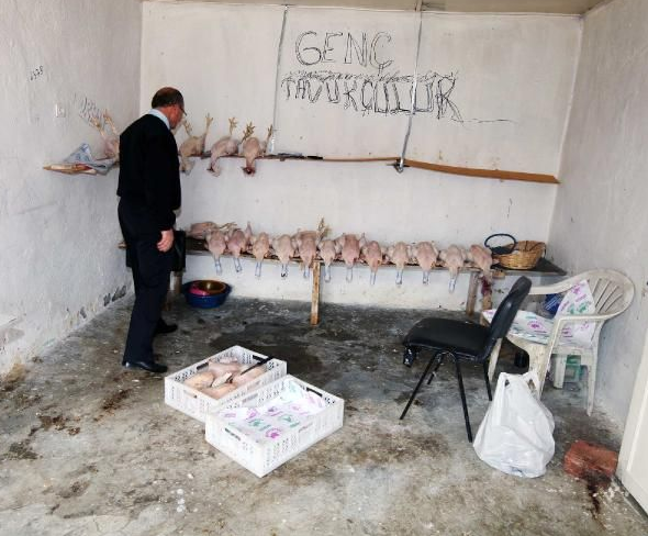 Kaçak tavuk kesimi yapanlara operasyon - Resim: 2