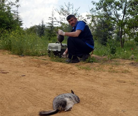 Çinçilla tavşanları niye öldü? Bakanlıktan açıklama geldi - Resim: 2
