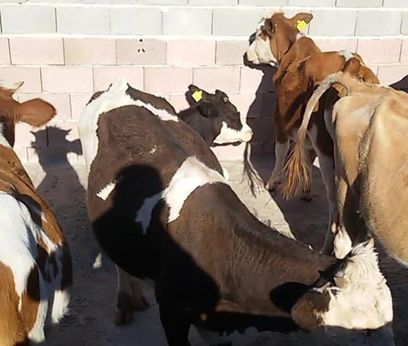 Şaşkına çeviren görüntü: Her şey sonradan anlaşıldı! - Resim: 4