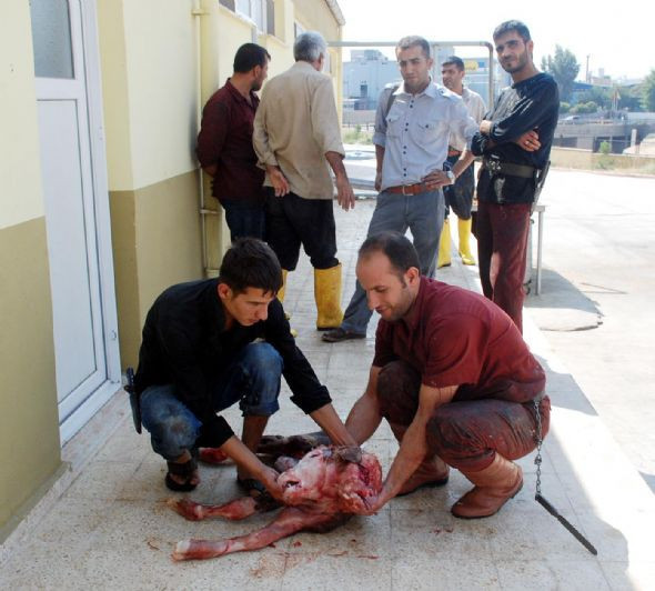 Çift başlı buzağı şok etti - Resim: 1