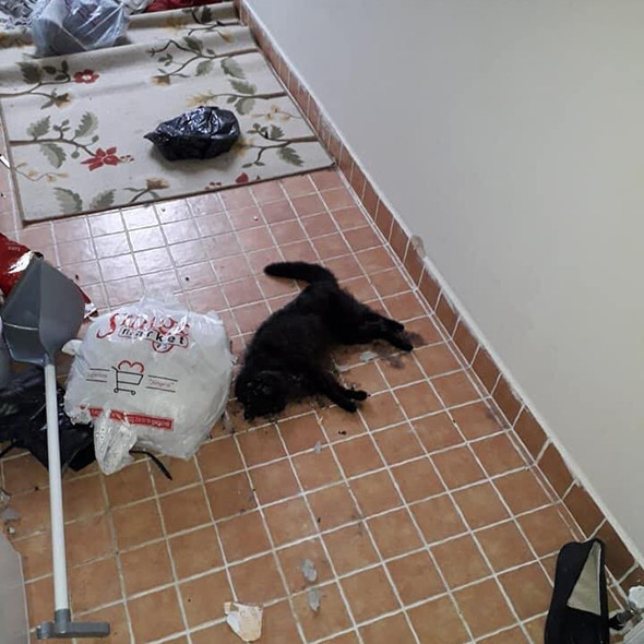 Kokudan vahşet çıktı: Savunması 'pes' dedirtti! - Resim: 2