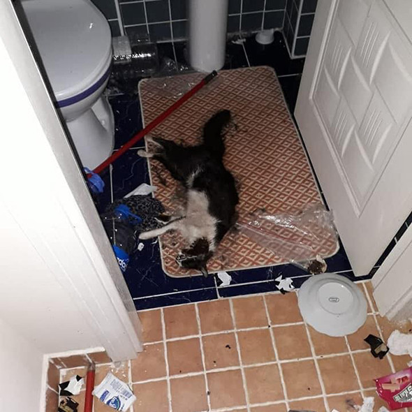 Kokudan vahşet çıktı: Savunması 'pes' dedirtti! - Resim: 3