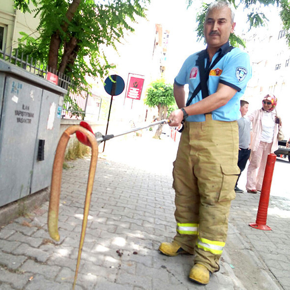 Korku yarattı! Yılan sanılarak öldürülüyor ama... - Resim: 2