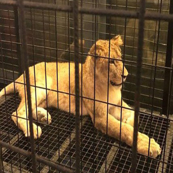 Sosyal medyada çok konuşulmuştu: Kafedeki aslanın sırrı çözüldü! - Resim: 3