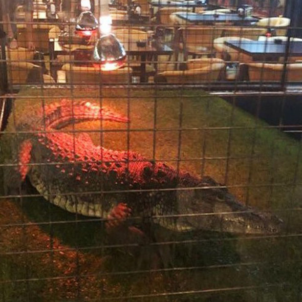 Sosyal medyada çok konuşulmuştu: Kafedeki aslanın sırrı çözüldü! - Resim: 4