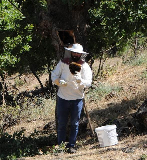 Ağaçlardan toplayıp kilosu 500 liraya satıyorlar! - Resim: 3