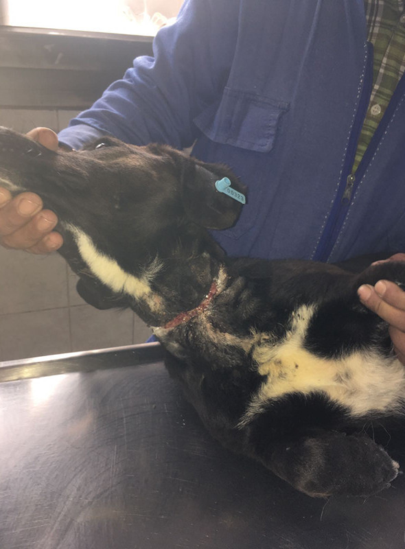 Bir ilçe 5 ay onu aradı: Ölmek üzereyken bulundu! - Resim: 3