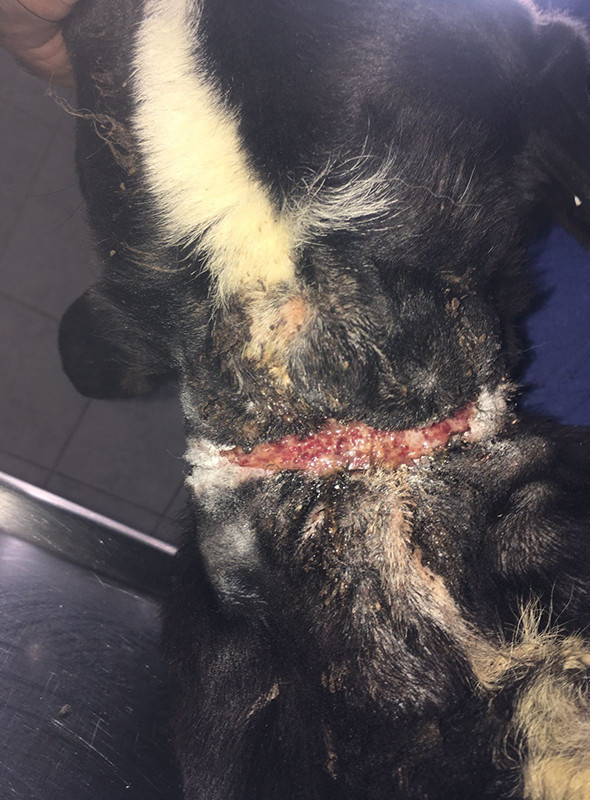 Bir ilçe 5 ay onu aradı: Ölmek üzereyken bulundu! - Resim: 4