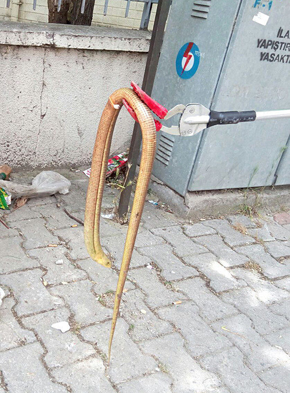 Korku yarattı! Yılan sanılarak öldürülüyor ama... - Resim: 4