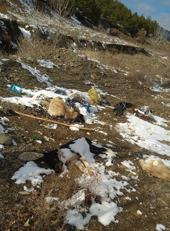 Isparta'da katliam: 30’dan fazla ölü köpek bulundu! - Resim: 3