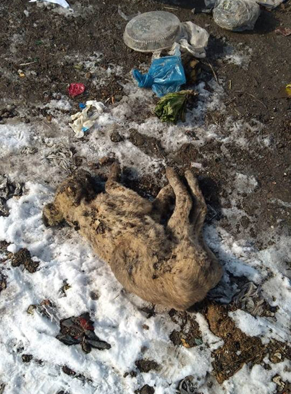 Isparta'da katliam: 30’dan fazla ölü köpek bulundu! - Resim: 4