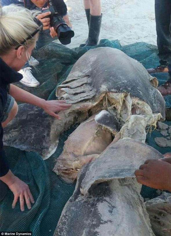 Katil köpekbalığının içinden çıkanlara bakın şoke etti! - Resim: 4